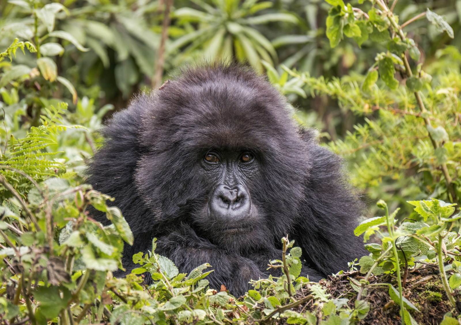 Female mountain gorilla in Rwanda's Volcanoes National Park