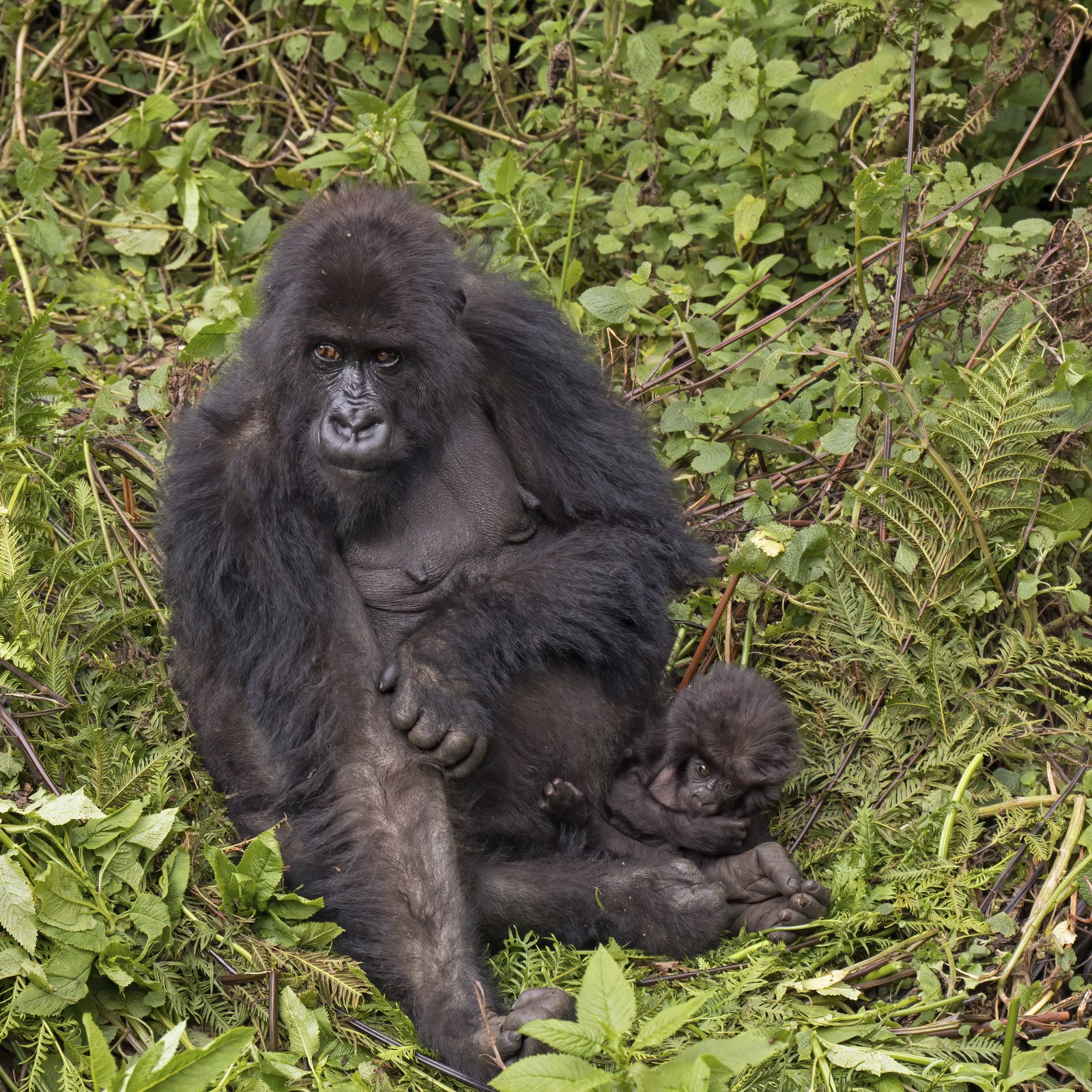 Mountain gorilla mother and baby in Volcanoes National Park, Rwanda