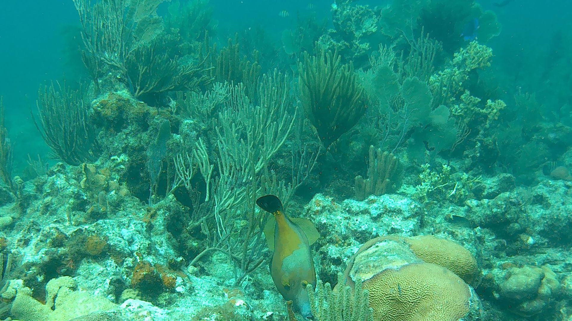 British Virgin Islands: Snorkeling & Marine Life