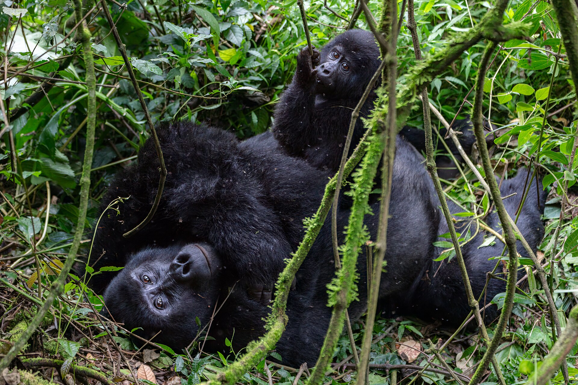Mountain gorilla in Bwindi Impenetrable National Park, Uganda