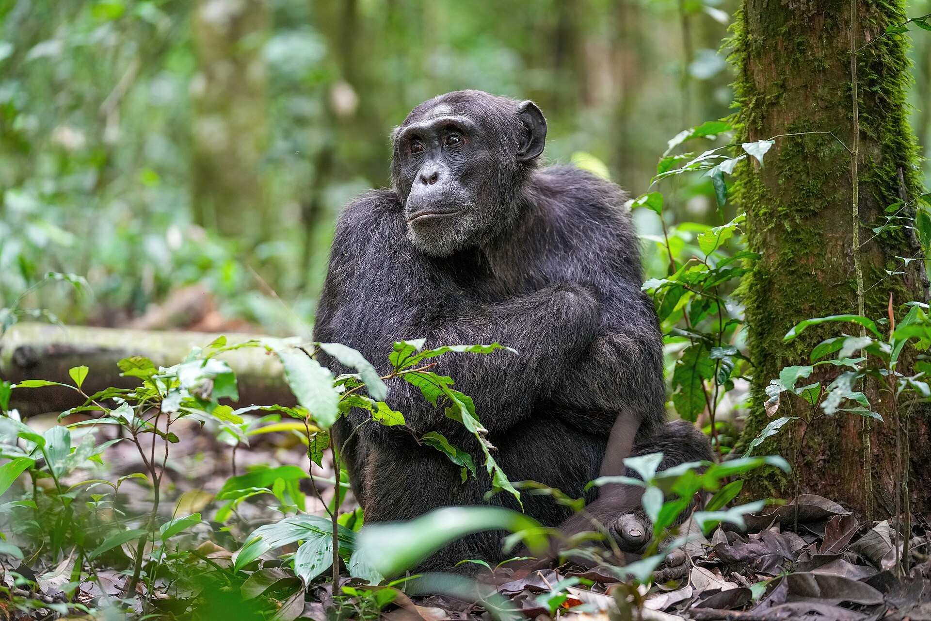 Alpha male chimpanzee in Kibale Forest National Park, Uganda