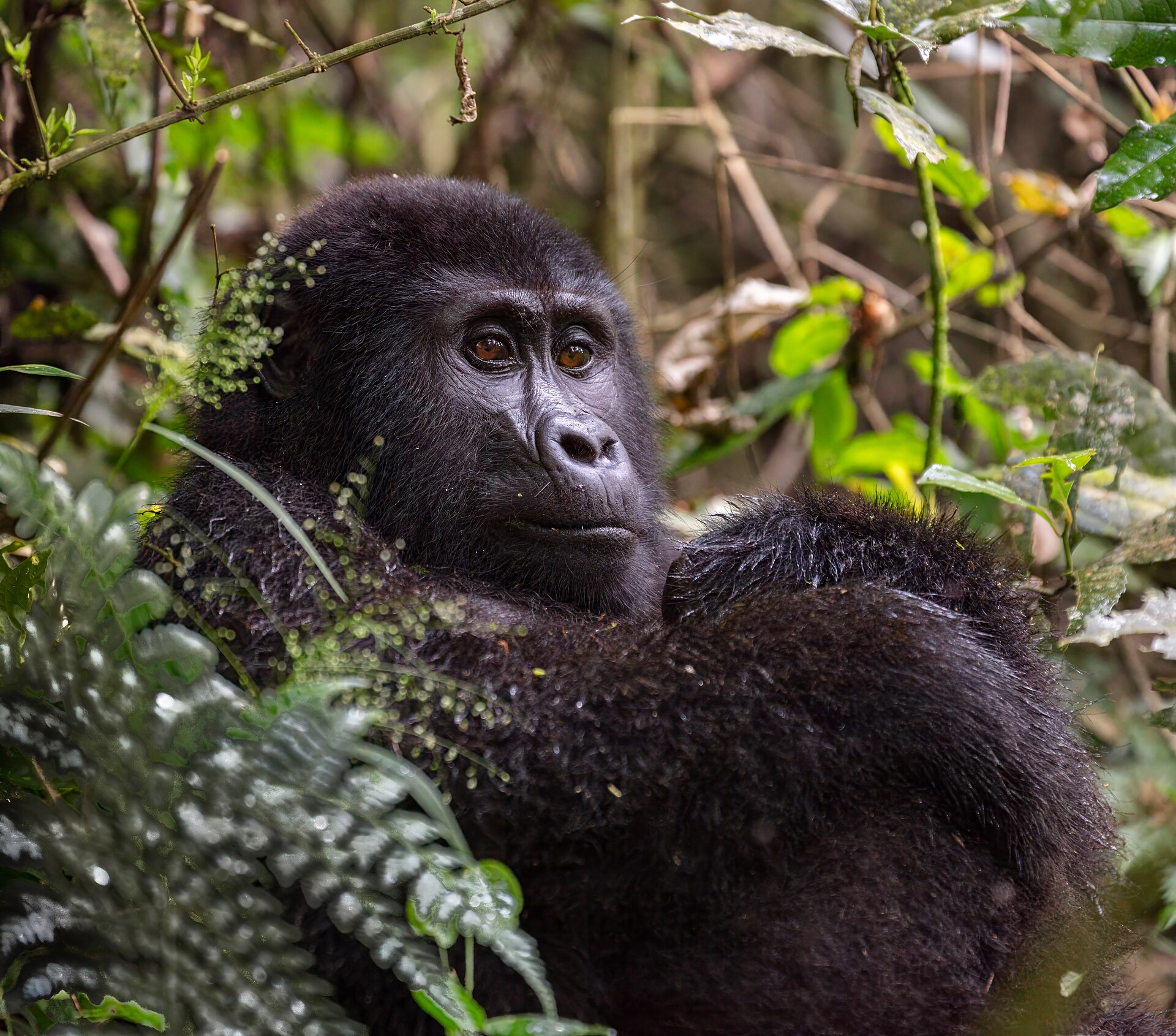 Mountain gorilla encountered during a Bwindi forest trek in Uganda