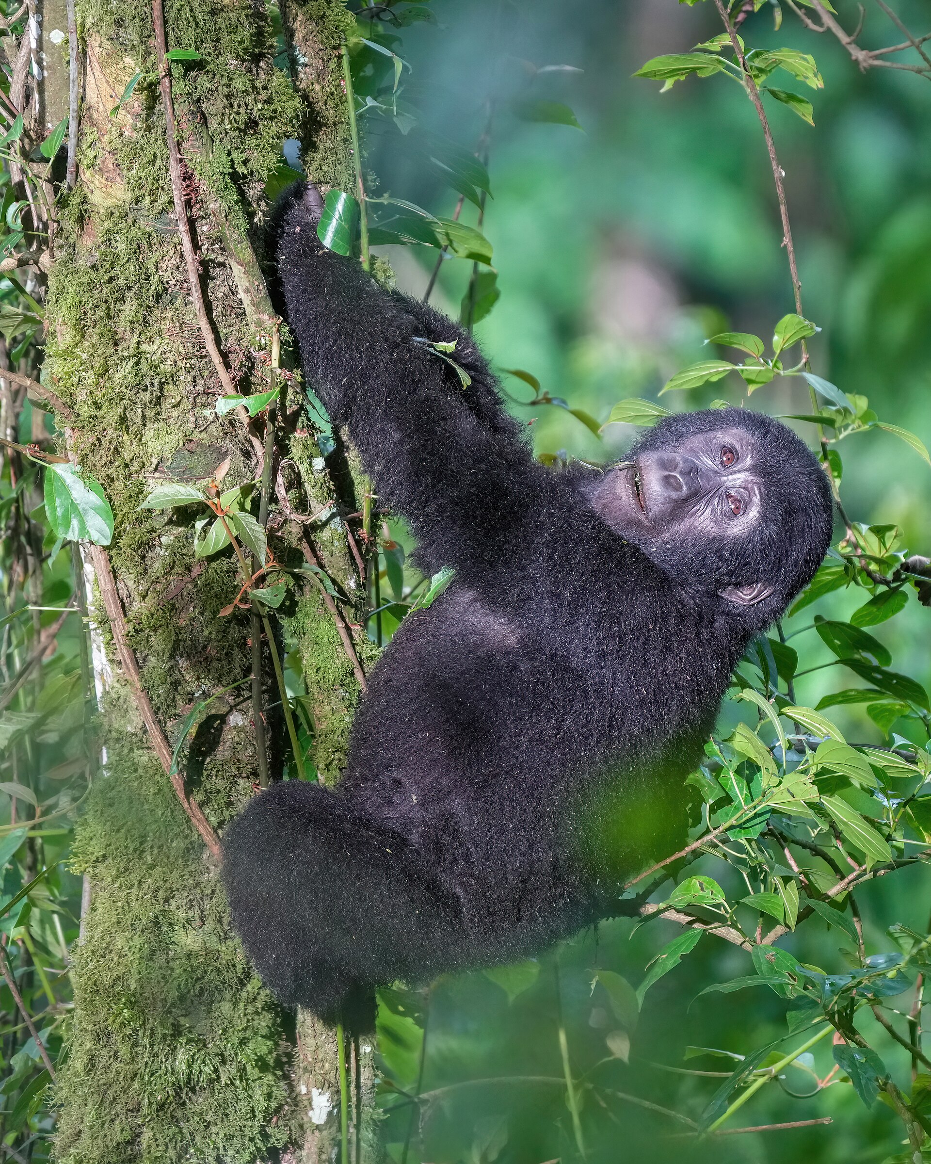 Mountain gorilla climbing in Bwindi Impenetrable Forest National Park, Uganda