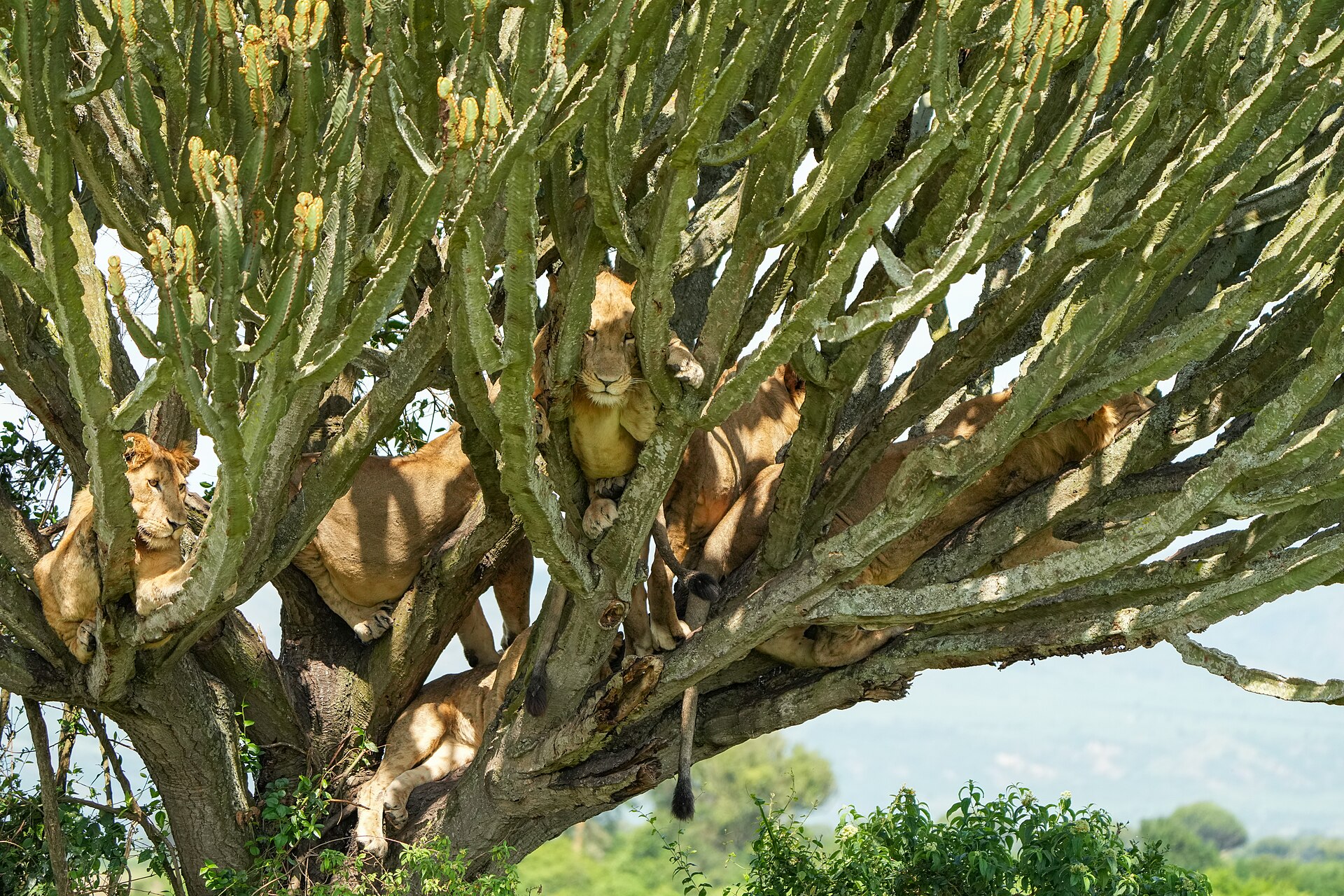 A pride of tree-climbing lions resting together in Queen Elizabeth National Park, Uganda