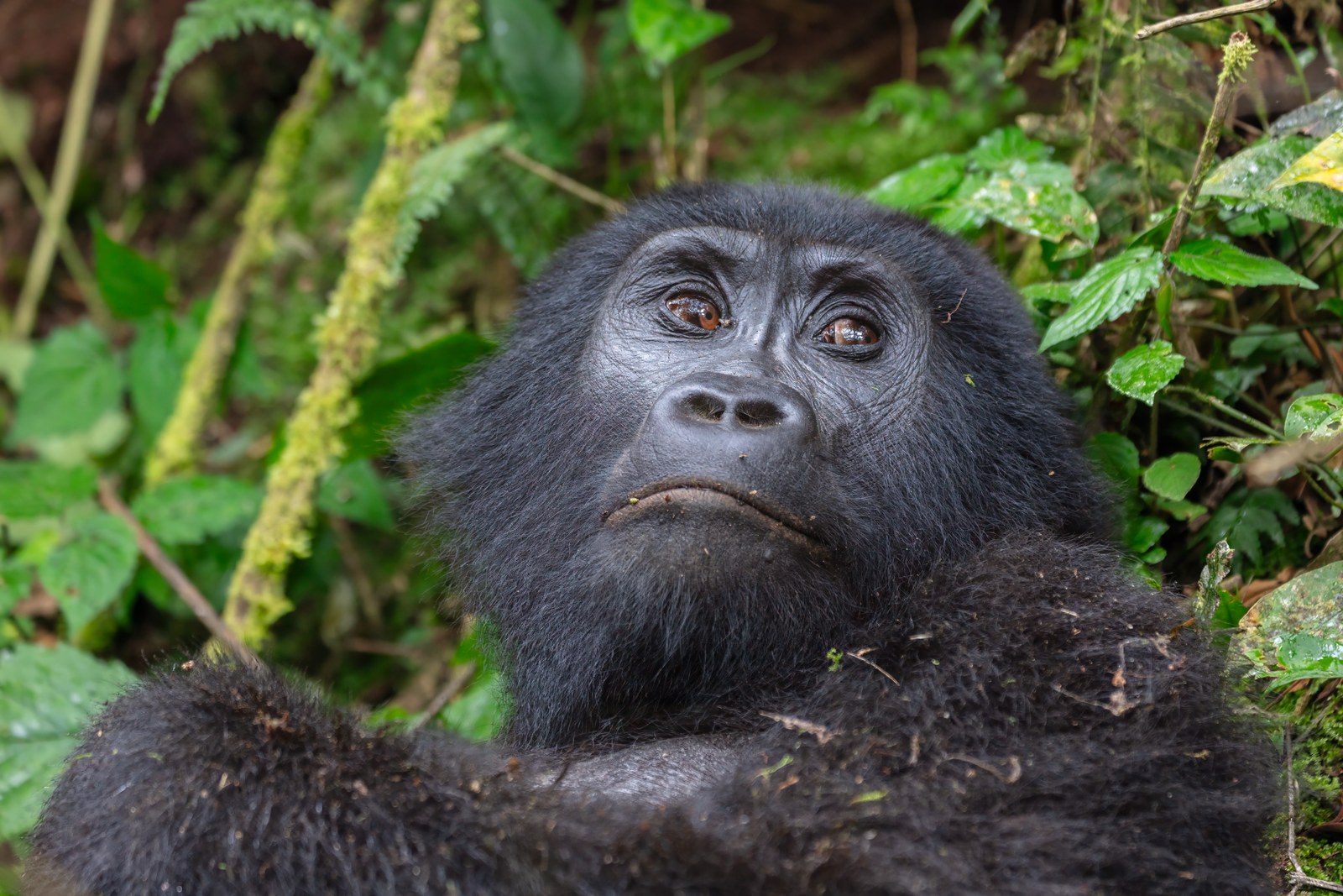 Mountain gorilla in Bwindi Impenetrable National Park, Uganda