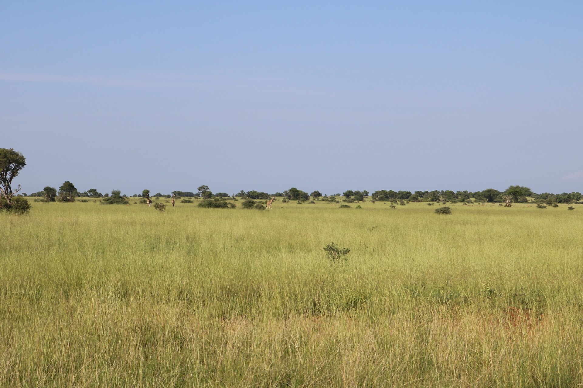 Green savannah and woodland in Murchison Falls National Park, Uganda