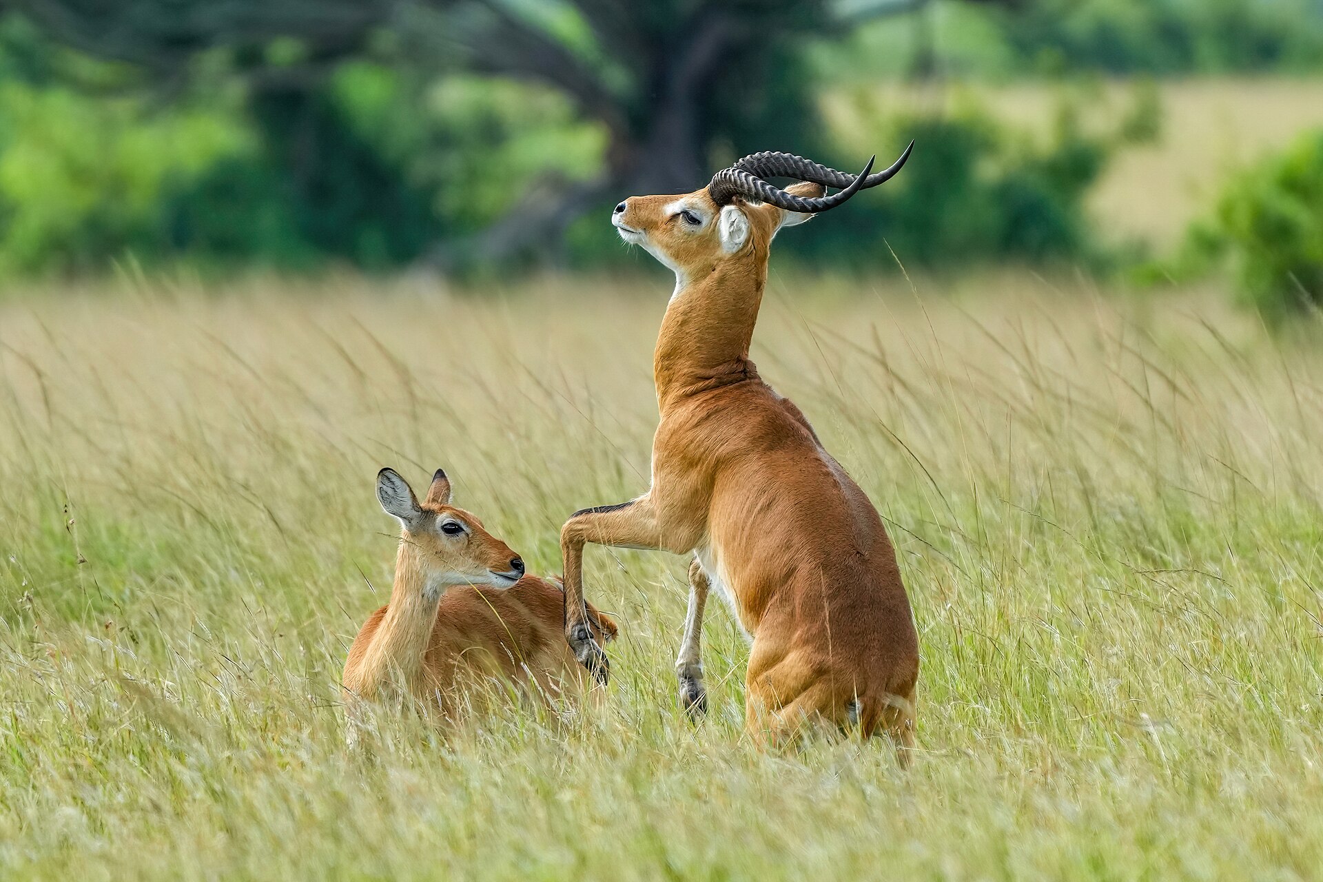 Ugandan kobs in Queen Elizabeth National Park, Uganda
