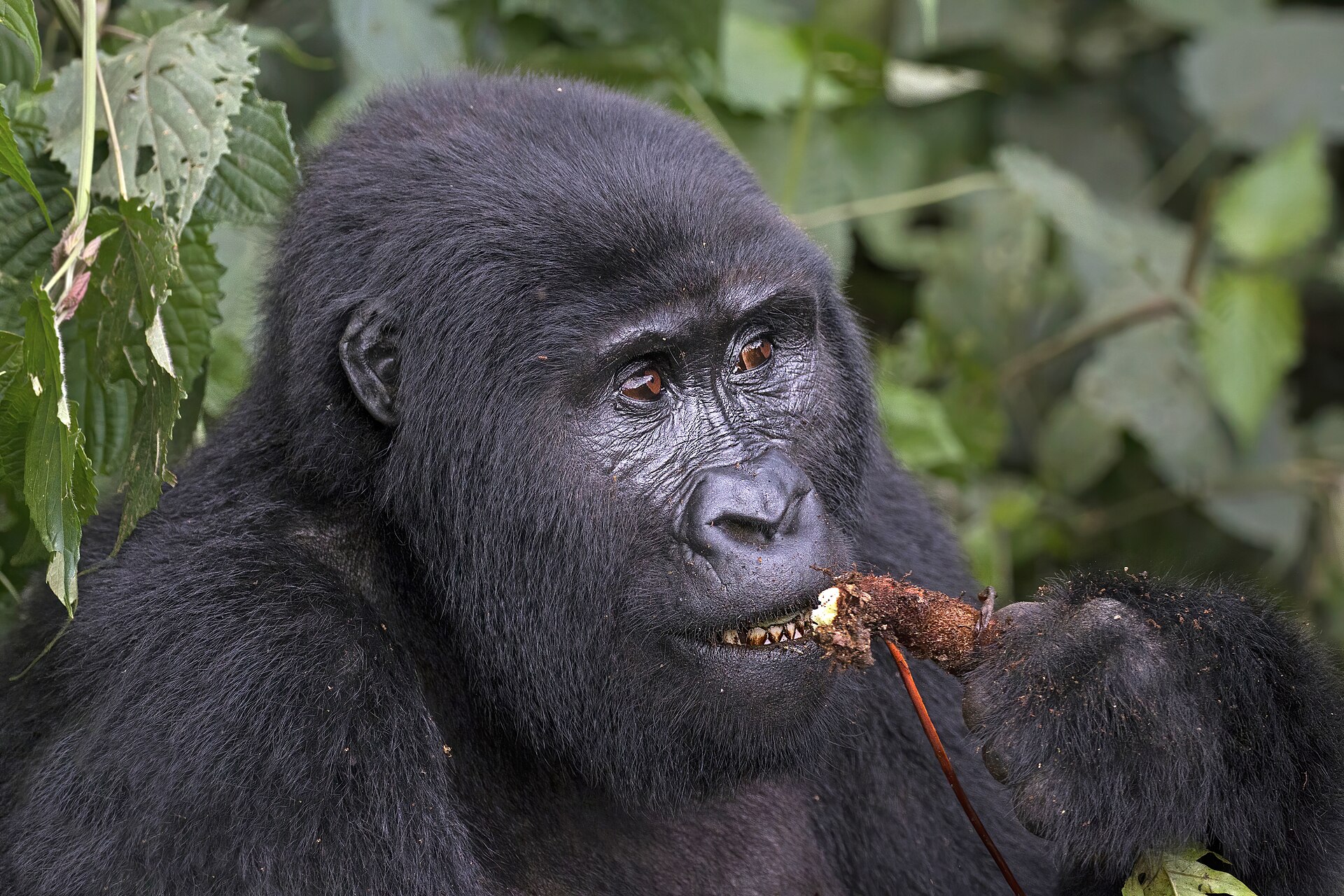 Mountain gorilla feeding in Bwindi Impenetrable National Park, Uganda
