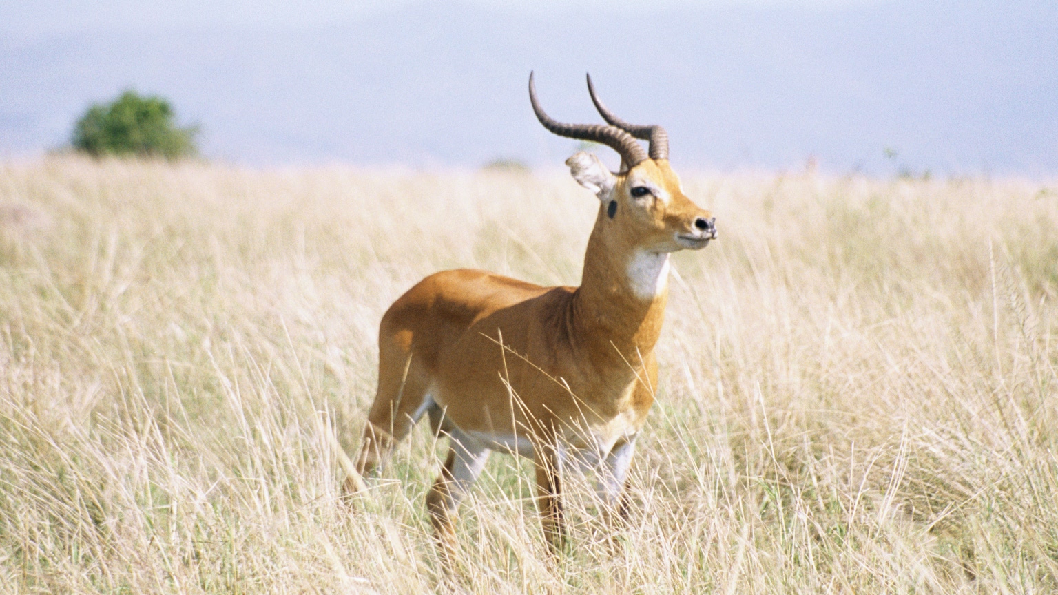 Ugandan kob in open grassland during an Uganda wildlife circuit