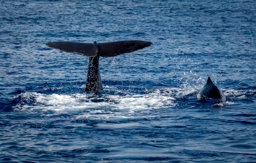Dominica: Whale Watching & Marine Life