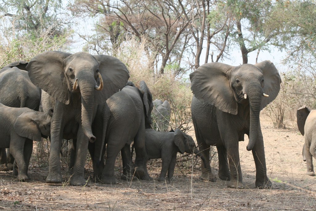 An elephant family gathered in woodland beside the Lower Zambezi in Zambia