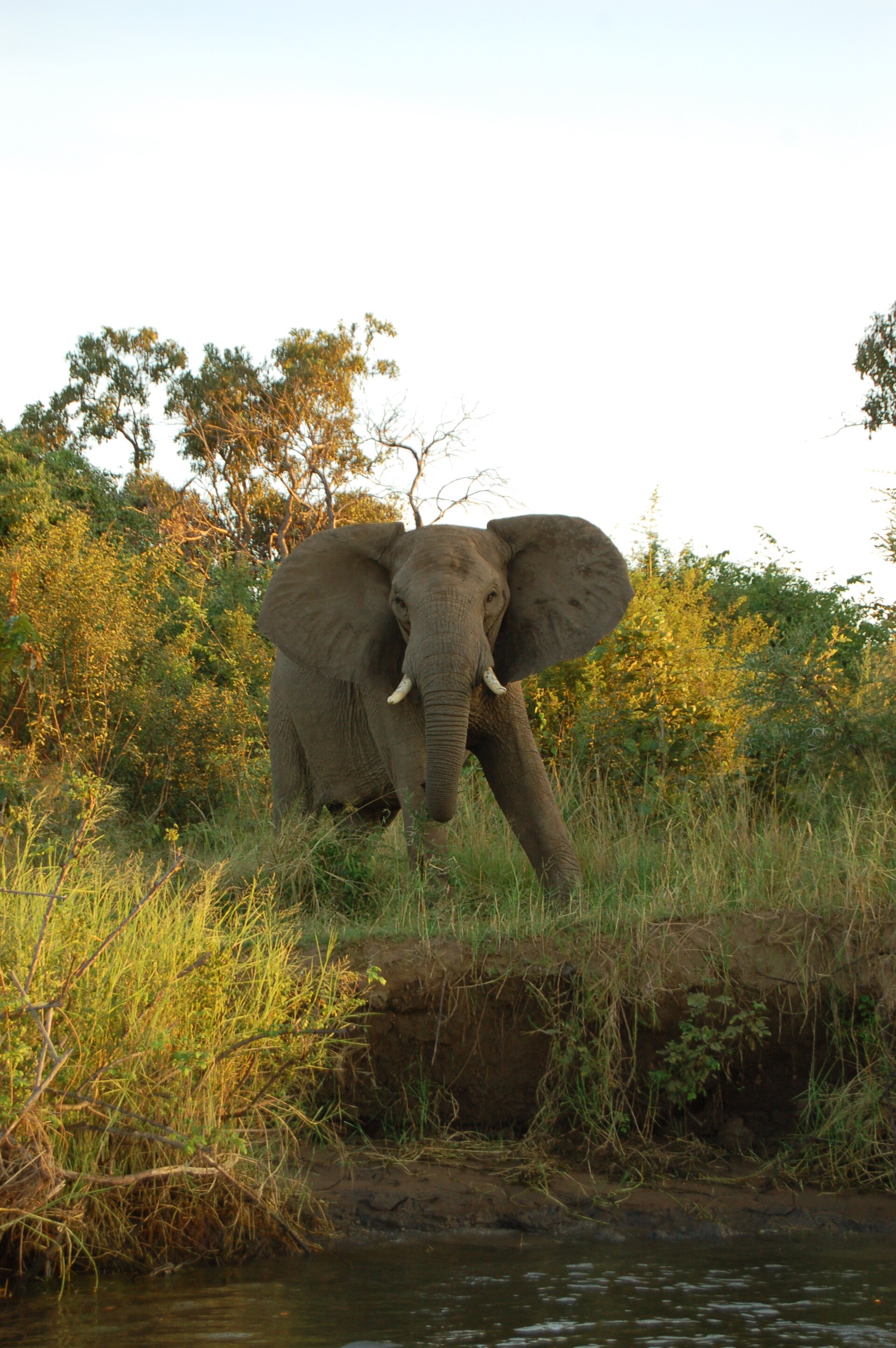 An elephant standing beside the river in Lower Zambezi National Park, Zambia