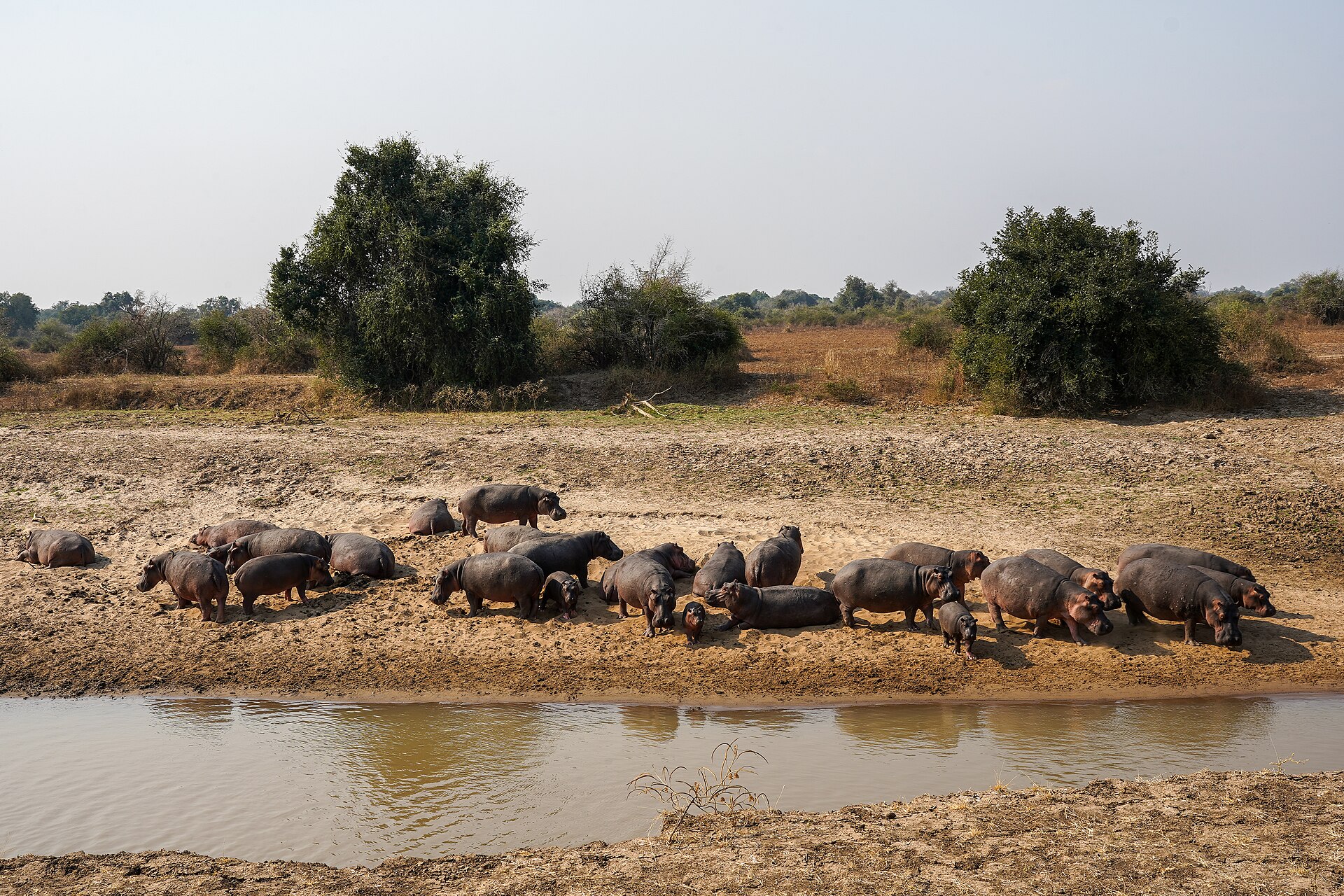 A large hippo pod resting in a water channel near South Luangwa National Park, Zambia