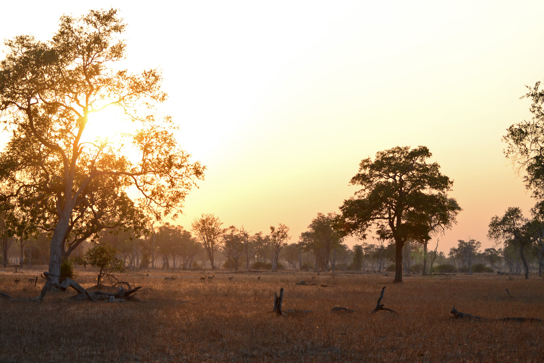 Warm evening light across the bush in South Luangwa National Park, Zambia