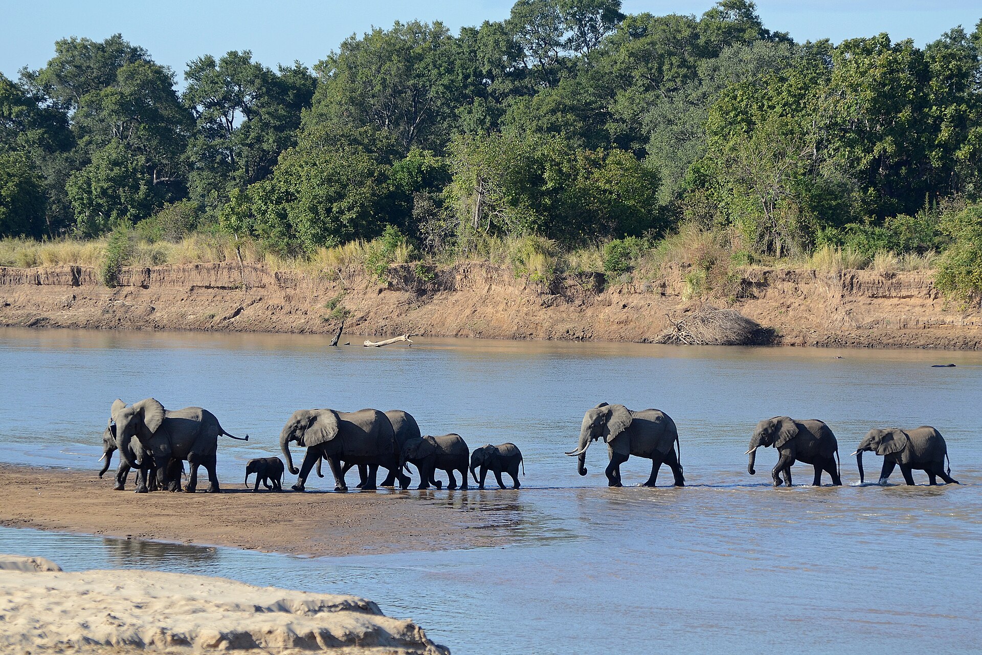 Elephant families crossing the Luangwa River in South Luangwa National Park, Zambia