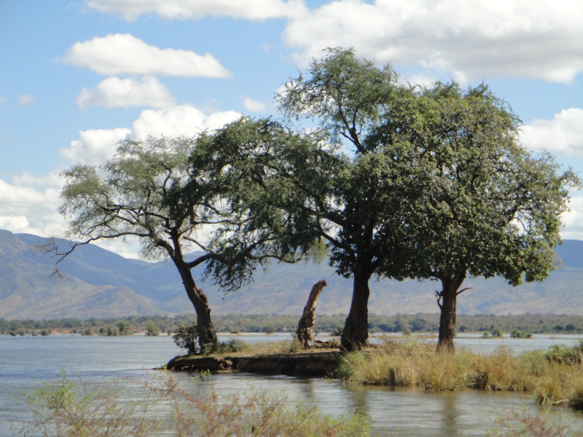 Trees standing on a Zambezi River island in Mana Pools National Park, Zimbabwe